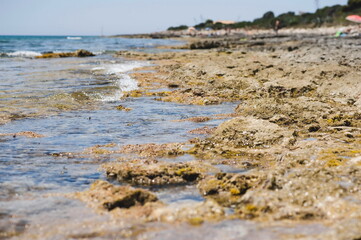 seaweed on the rocks in Sicily, southern Italy