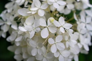 Fototapeta premium Close-up of beautiful white hydrangea flowers in a lush garden. Natural beauty, floral elegance, and gardening aesthetics on a calm summer day. High quality photo