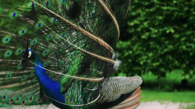 ajestic peacock stands proudly with its vibrant feathers fully fanned out, displaying stunning blue and green eyespots. The bird poses elegantly on a sandy path with lush greenery in the background.