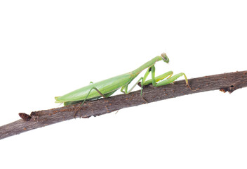 Mantis green isolated on white background. European mantis or praying mantis on a branch. Clipping path.