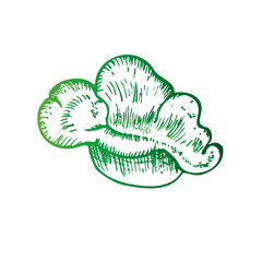 Vector green coral. Hand painted line reef sketch. Graphic tropical clip art isolated on background. Underwater illustration. For designers, invitations, decoration, postcards, wrapping paper