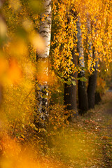 Jesienny poranek, brzozowa aleja, kolorowe liście. Tapeta, dekoracja. © mycatherina