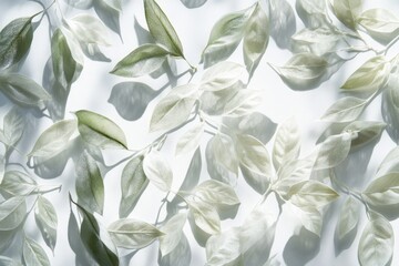 Fototapeta premium Delicate Green and White Leaves on a White Background