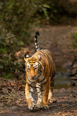 wild royal bengal female tiger or panthera tigris or tigress walking head on portrait with tail up on forest track in winter wildlife safari at ranthambore national park forest reserve rajasthan india