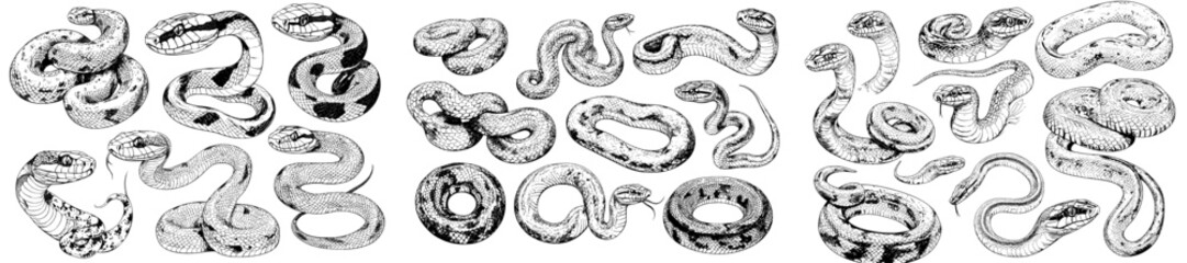 Obraz premium Various snakes including vipers, cobras, and others. Black and white illustration of a serpent collection.