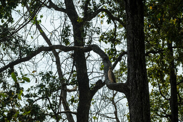 Crested Serpent Eagle or Spilornis cheela perched high on tree in safari at dhikala zone of jim corbett national park forest tiger reserve uttarakhand india asia
