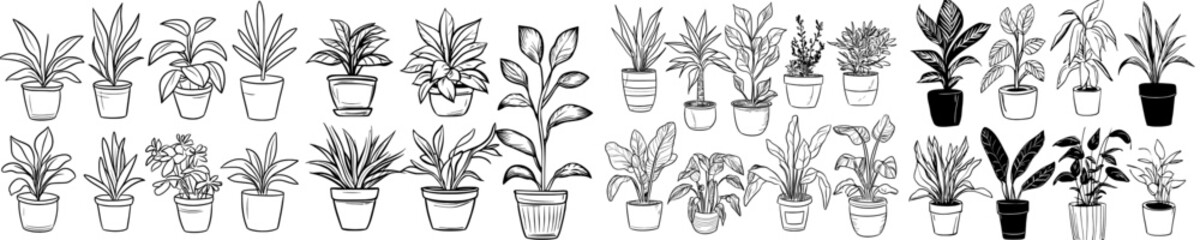 The tree sketch is designed by hand. It is an architectural landscape. Indoor ornamental plants such as the Rubber Plant, Philodendron.