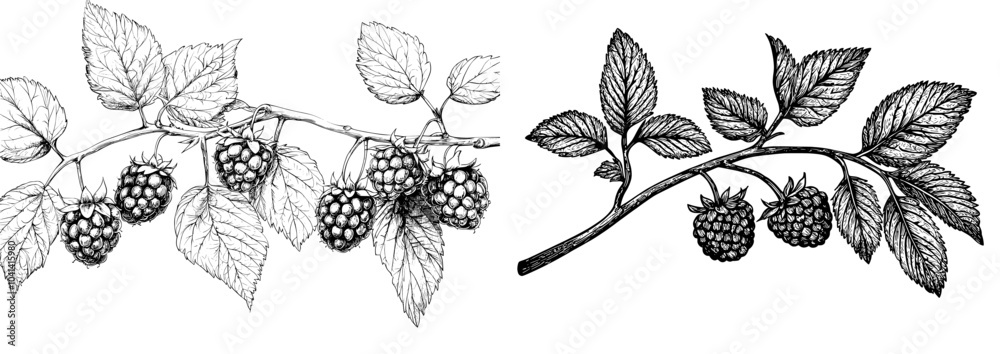 Aufkleber outlined botanical sketch of blackberry berries drawn in a vintage style. handdrawn illustration of 