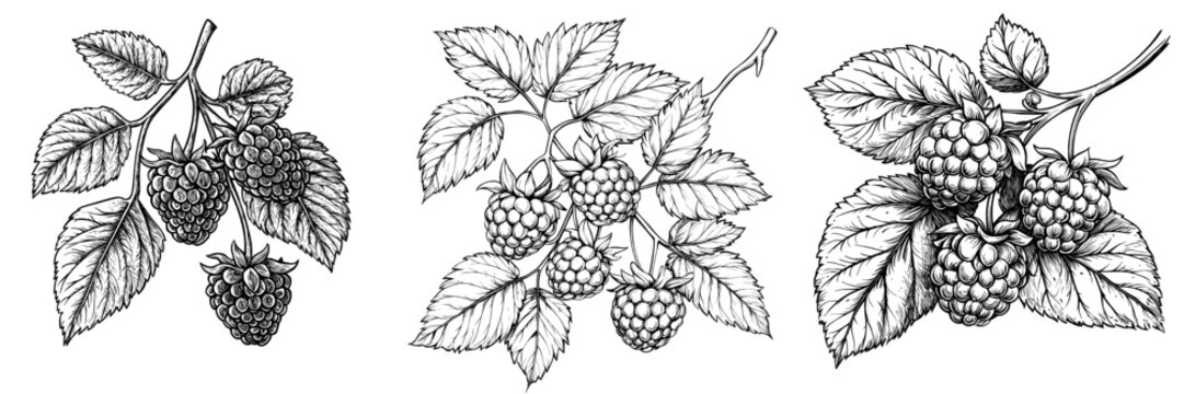 Inset of Rubus idaeus in hand-drawn form on white background. Plant sketch in vintage style. Isolated illustration of Rubus idaeus.