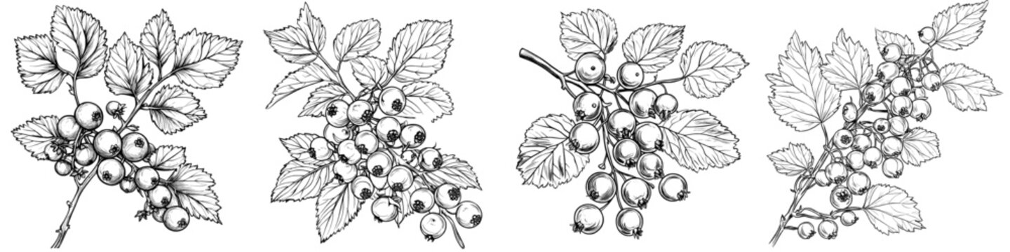 Outlined blackcurrant branch with berries in vintage style. Drawing of cassis berries. Hand-drawn modern illustration of sketchy ribes nigrum isolated on white.
