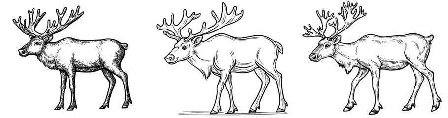 Obraz premium This line art illustration depicts a deer with gorgeous antlers