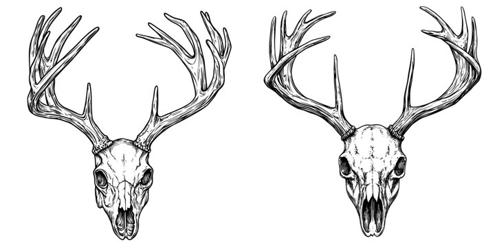 Detailed hand-drawn modern illustration isolated on white background of a deer skull with horns. Dead animal's head bone with antlers. Vintage anatomy drawing of etched skeleton. Outlined cranium