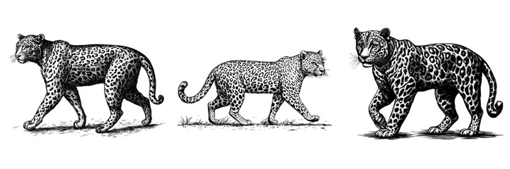 Fototapeta premium An elegant sketch of a leopard walking, engraved in engraving