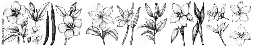 Poster in this set you'll find a modern hand drawn illustration of orchid flowers and pods on a isolated ba