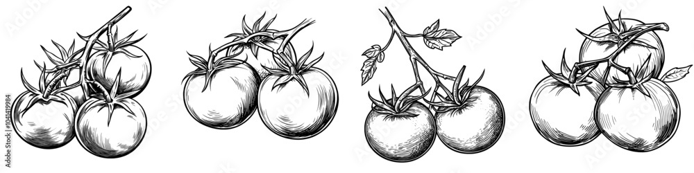 Poster hand-drawn cherry tomato in a line art style. a branch of vegetables on an isolated background is pa