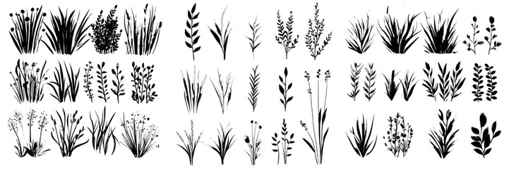 An illustration of hand-drawn nature grasses and bush. Botanical Modern Illustration Set