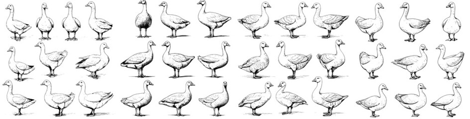 Monochrome sketch drawings of a goose in full growth on a white background