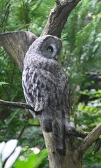 A great grey owl on a branch