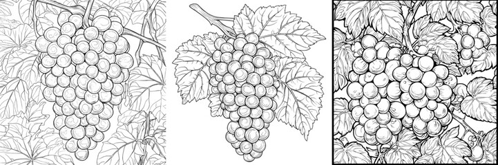 Isolated artwork showing a realistic engraving of a black grape, called the Oeillade Noire.