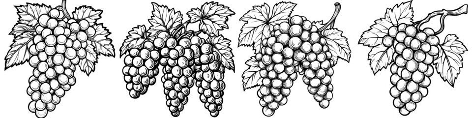 Obraz premium Hand drawn illustration of red grapes on a transparent background