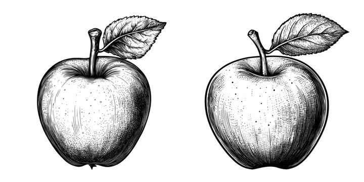 In a monochrome engraving, Texas Persimmon fruit is shown