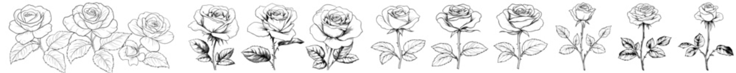 Naklejka premium Modern line art illustrations of rose flowers isolated on a transparent background. Ideal for logos, tattoos, posters, stickers, packaging, and more.