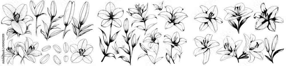 Aufkleber an illustration of a lily flower botanical outline sketch drawing with buds and petals on stems. lil