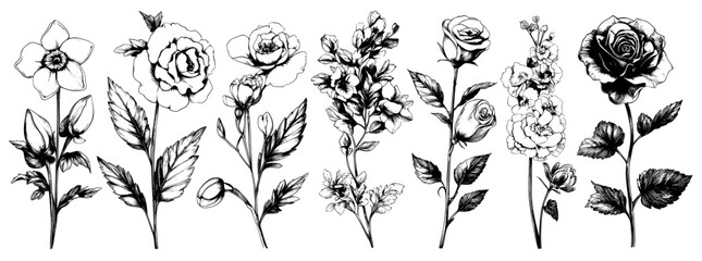 Wild flower sketch in black and white. Isolated illustration element on white background.