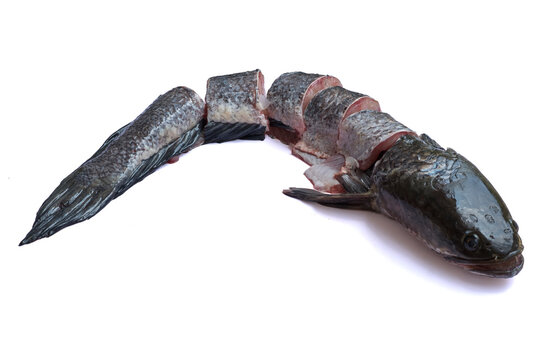 Cut Snackhead or snack-head or Channa striata is fresh water fish both river lake, very popular in Thai cuisine, isolated on white background with clipping path, close up, preparing for cooking.