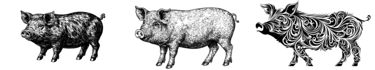 Fototapeta premium Featuring a hand-drawn woodcut style illustration of a pig in black and white