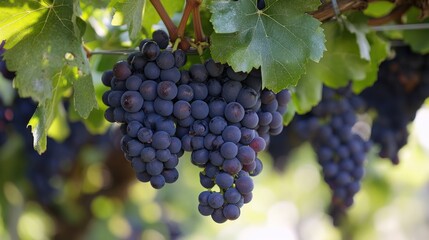 Naklejka premium The vines have reached full maturity and are ready for harvest
