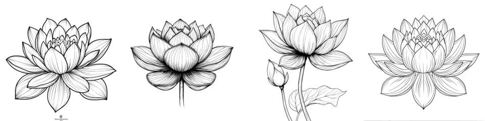 Asian Multi-Petalled Water Lily head realistic monochrome graphic sketch on white background. For tattoo, coloring book.