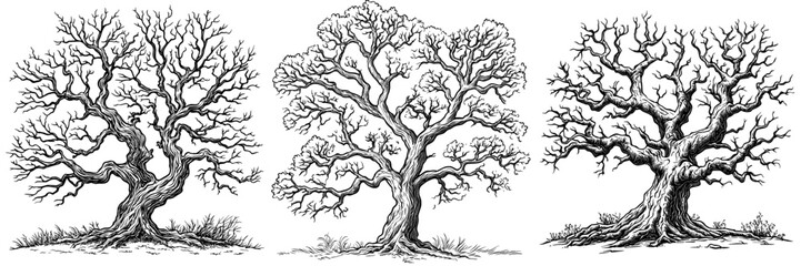 An illustration of a gnarled dry tree with curved branches. Hand drawn isolated graphics clipart with twisted trunk for creepy decor.