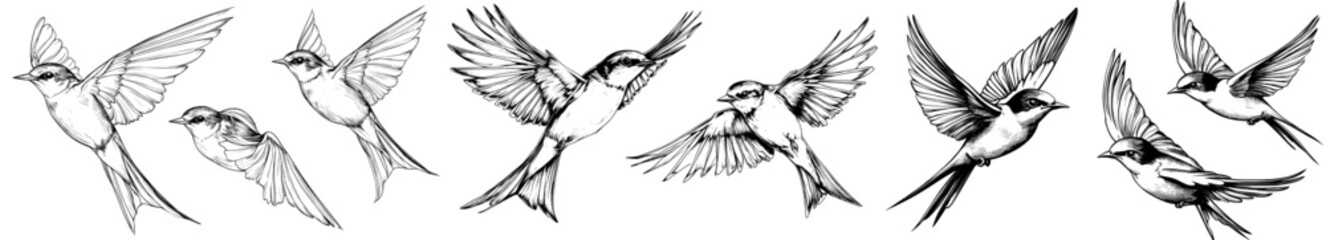 Obraz premium The line drawing of a bird illustrates the elements of a freehand pen drawing. The drawing of the swift, with the open wings, is doodled in freehand pen style. The coloring book for adults
