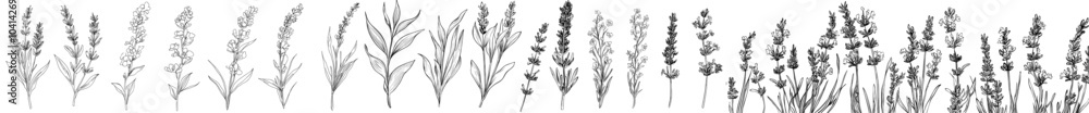 Poster ink sketch of colorful florals on white. set of lavender lines isolated on white.