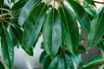 緑の観葉植物の葉とその葉脈　植木・ガーデニング