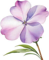 Fototapeta premium Exquisite Drummond Phlox Flower Watercolor Clipart Design. 