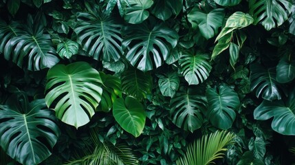 Lush Green Rainforest Foliage and Vines