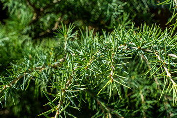 Fir tree green needles. Detailed macro view. Natural green texture of Thuja evergreen tree on sunny day