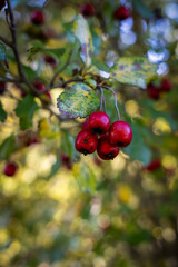 Wild berries in the fall on the tree, wild small apples on the tree close-up 