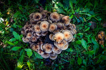 Sulphur tuft mushroom on an old tree covered with moss