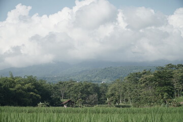 views of expansive rice fields with clear and beautiful skies