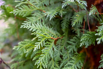 Fototapeta premium Natural green texture of Thuja evergreen tree on sunny day. Summer green background. Thuja branches close up.