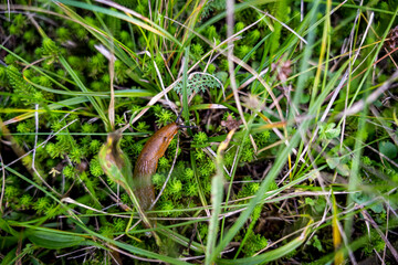 Giant slug crawling through the grass
