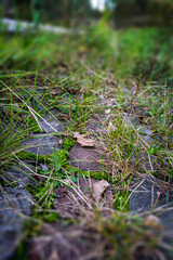 Gravel overgrown grass, texture and background of stone in grass