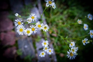 Blossoming wild white and yellow chamomile flowers on green leaves and grass background in summer.