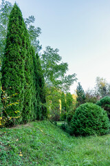 Path in the park among dense green vegetation and flowers. Garden with many plants, flowers and a path