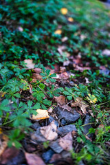 Autumn background, trefoils in the forest