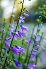 Obraz premium Purple campanula decorative garden flowers.