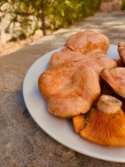 Lactarius deliciosus. Rovellons, Niscalos. Organic mushrooms freshly harvested from the forest.
